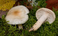 Hygrophorus lindtneri